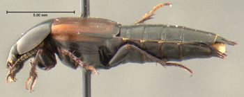 Media type: image;   Entomology 601345 Aspect: habitus lateral view